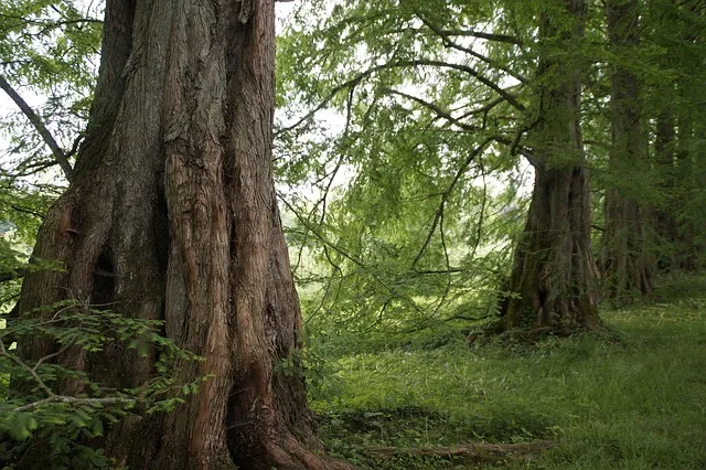 Ancient trees with deep roots in a green forest